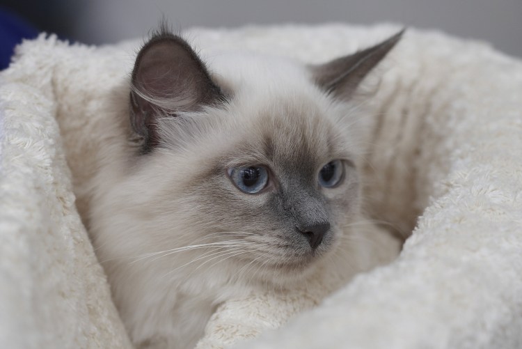 Тайская Балинезийская кошка