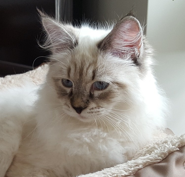 Лилак поинт Балинезийская кошка