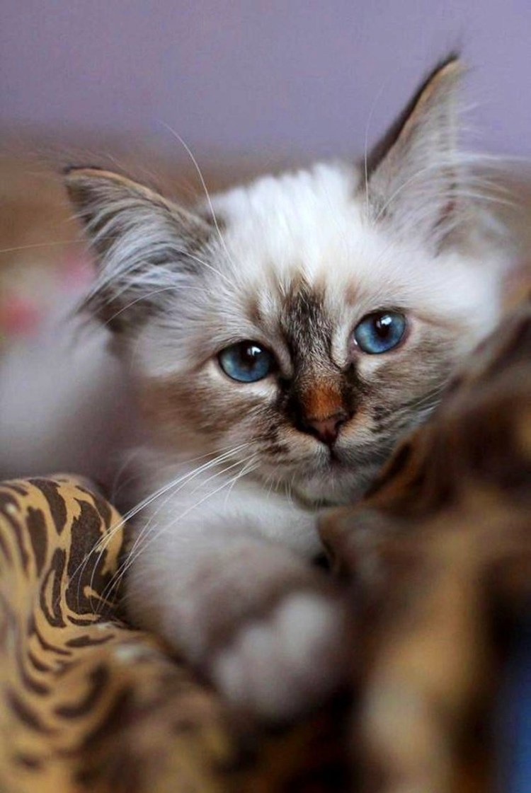 Балинезийский табби кот