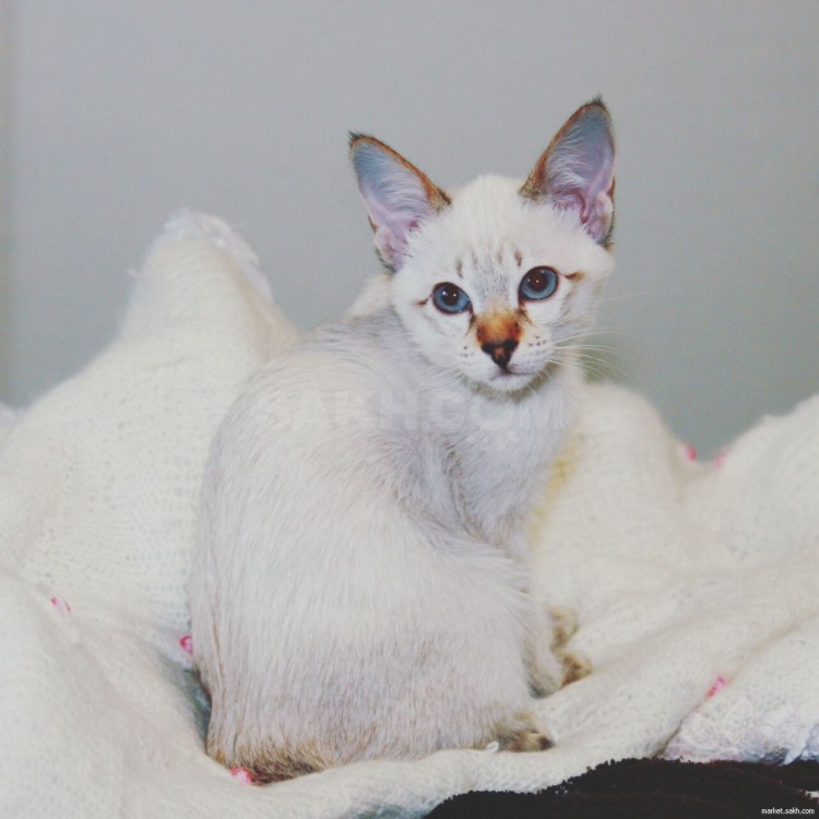 Балинезийский табби кот