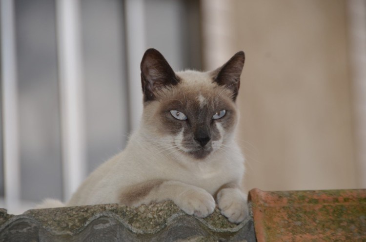Сиамская Балинезийская кошка