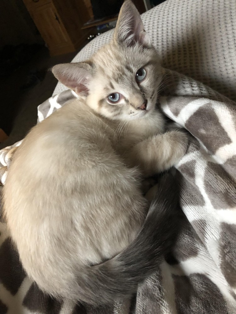 Балинезийский табби Пойнт