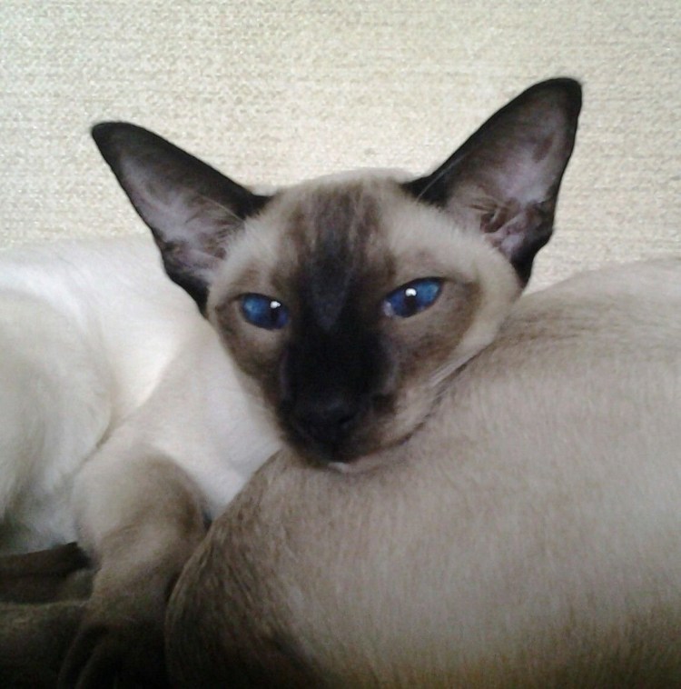 Балинез котята 2 мес