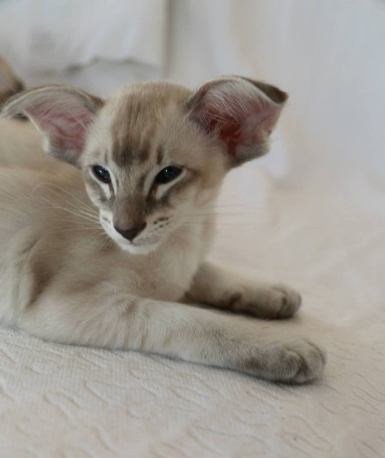 Балинезийский табби Пойнт