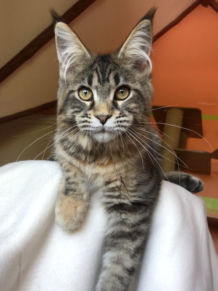 Мейн кун гладкошерстный полосатый