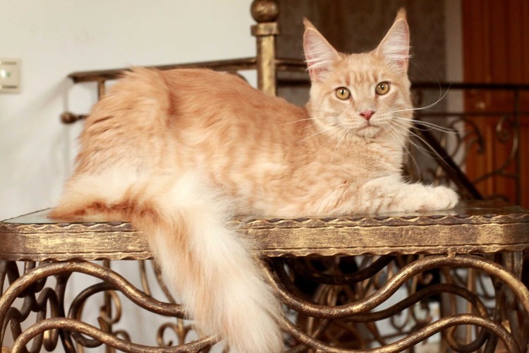 Мейн кун серый полосатый