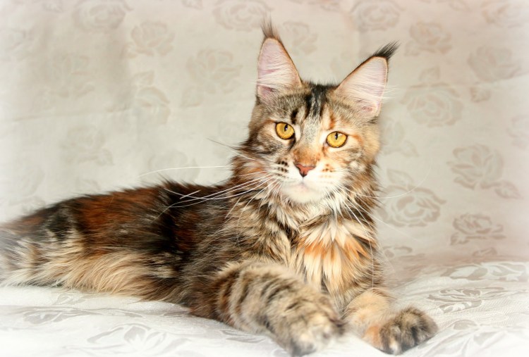 Гладкошерстный мейкун