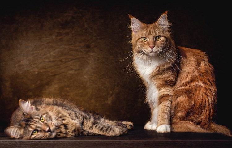 Мейн кун гладкошерстный