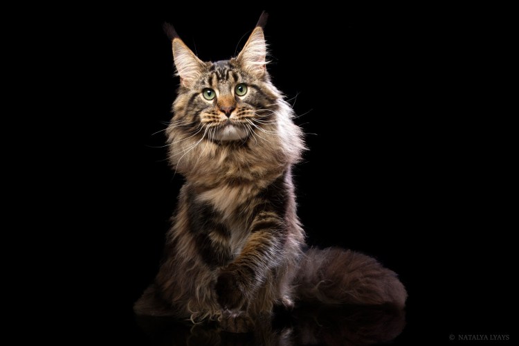 Кот Мейн кун гладкошерстный