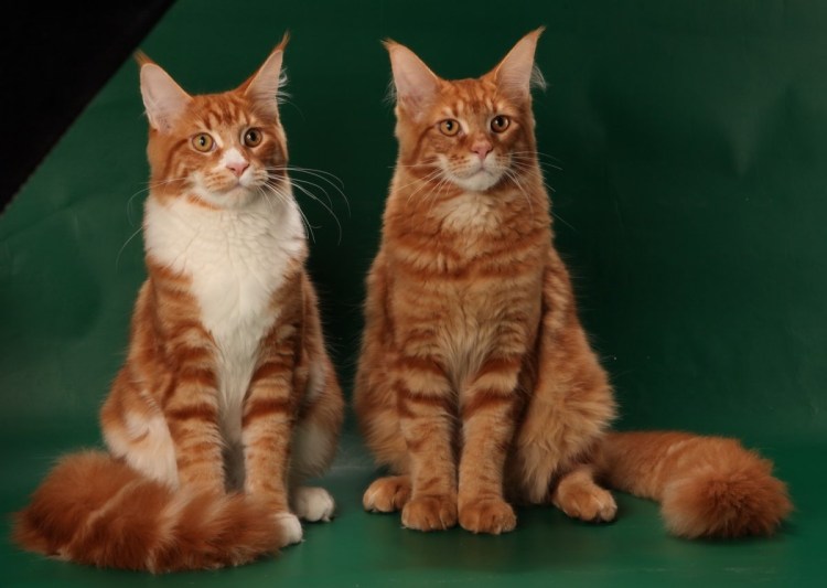 Мейн кун рыжий гладкошерстный