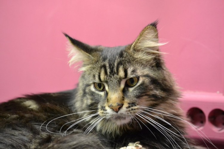 Бенгальский Мейн кун