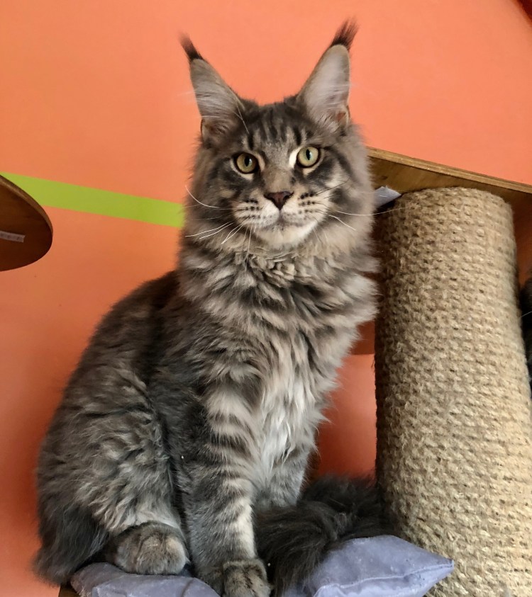 Мейн кун рекс