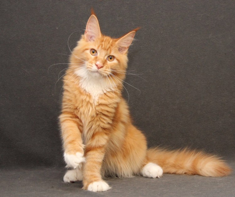 Гладкошерстный мейкун