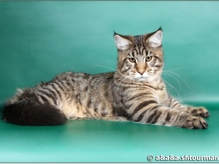 Мейн куненок