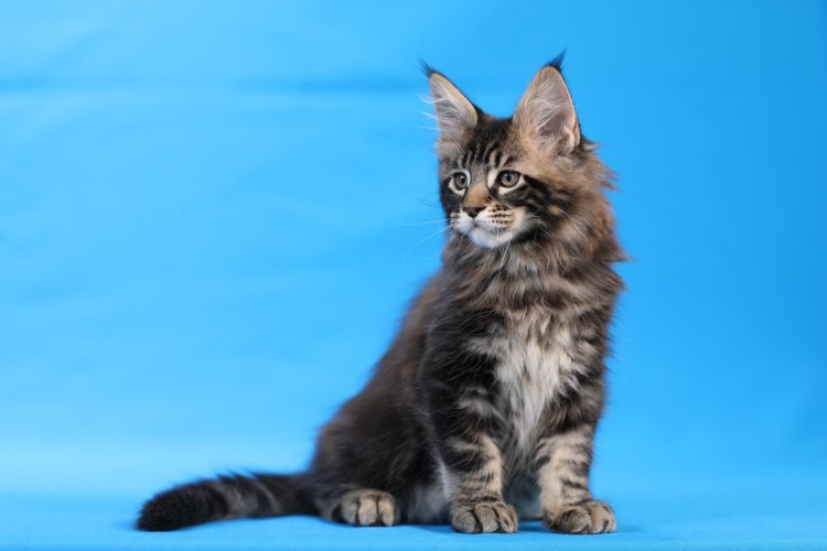 Гладкошерстные котята Мейн куна