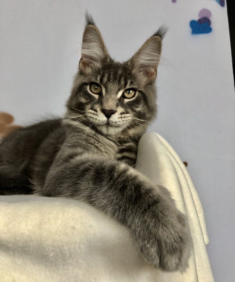 Гладкошёрстный мейнкун