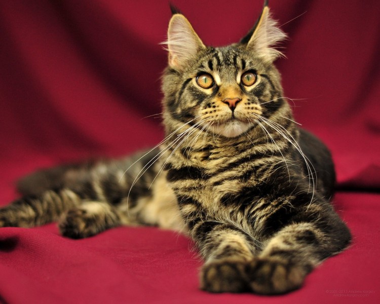 Мейн кун гладкошерстный