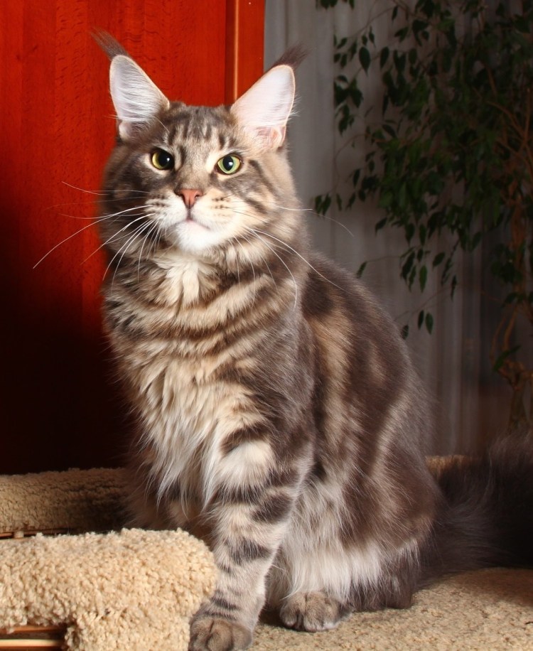 Мейн кун рыжий гладкошерстный