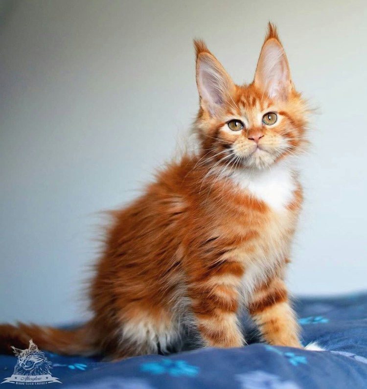 Алтан Хатан питомник Мейн