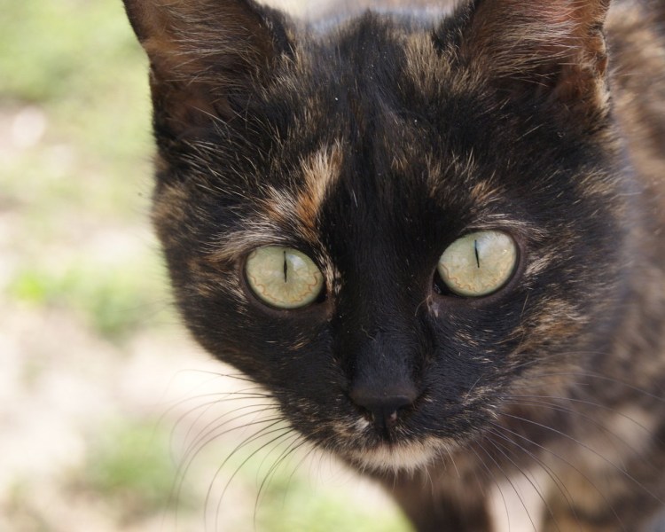 Черно бурый кот