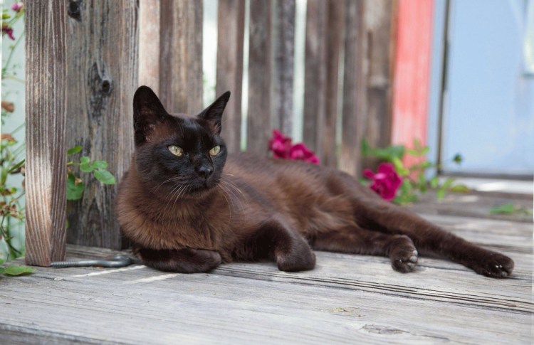 Бурманская кошка коричневая