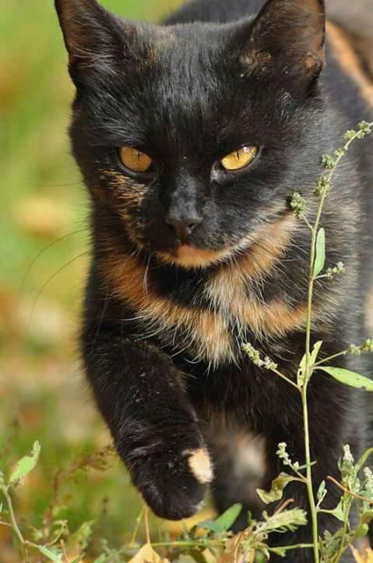 Черно рыжий котенок