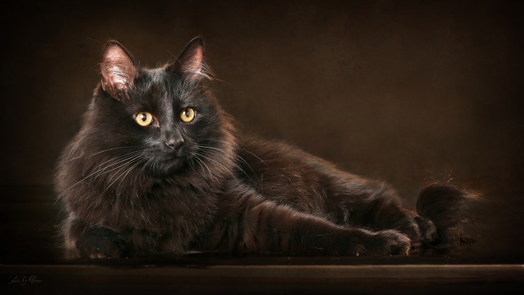 Коричневая кошка пушистая