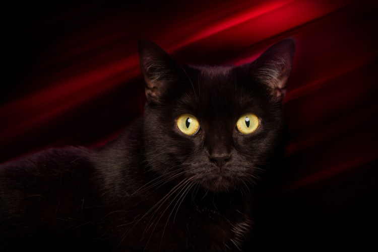 Йоркская шоколадная кошка короткошерстная