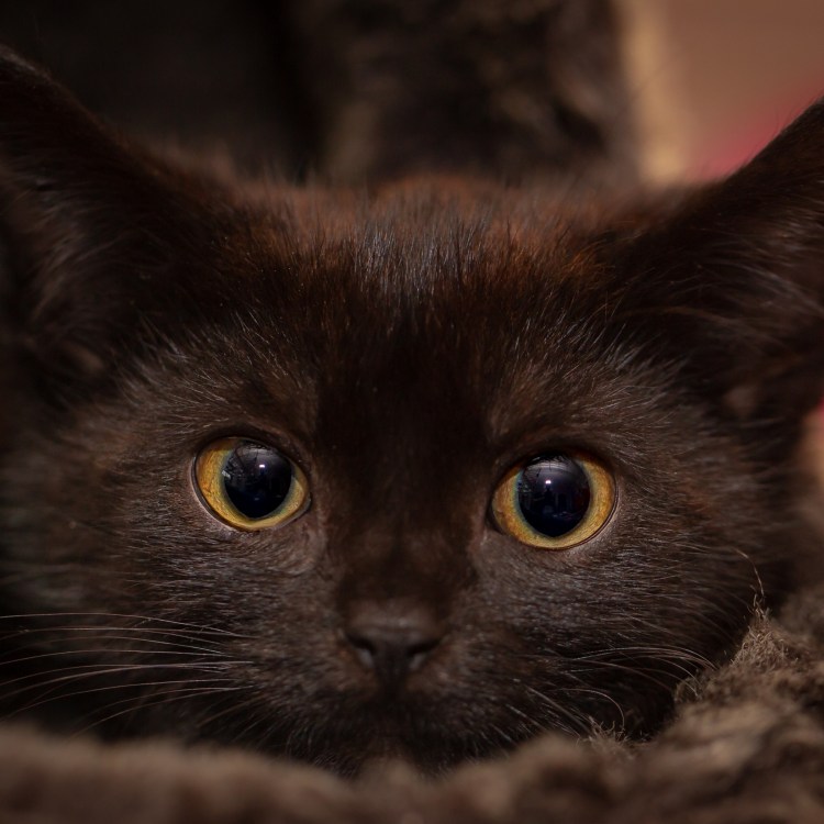 Крапчатый черный кот