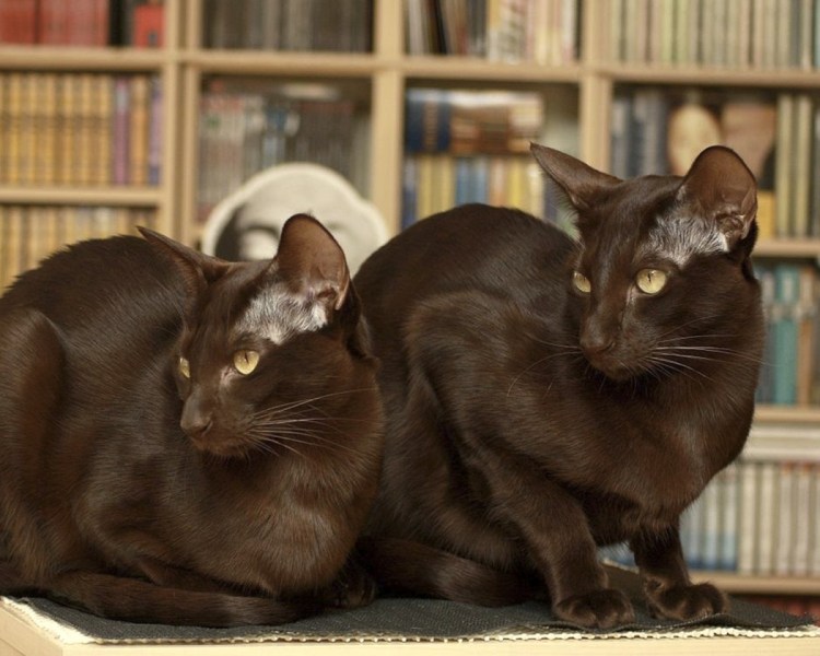 Бомбейская кошка с голубыми глазами