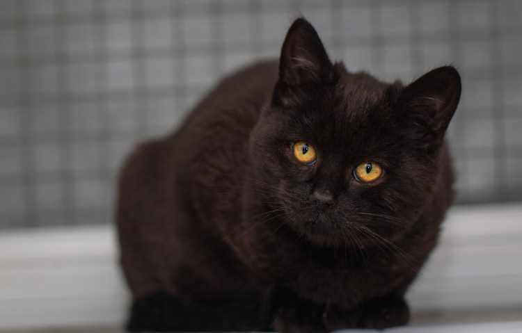Коричневый кот с желтыми глазами