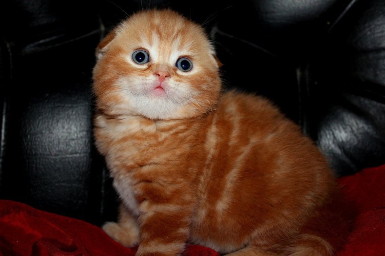 Шотландская кошка скоттиш фолд