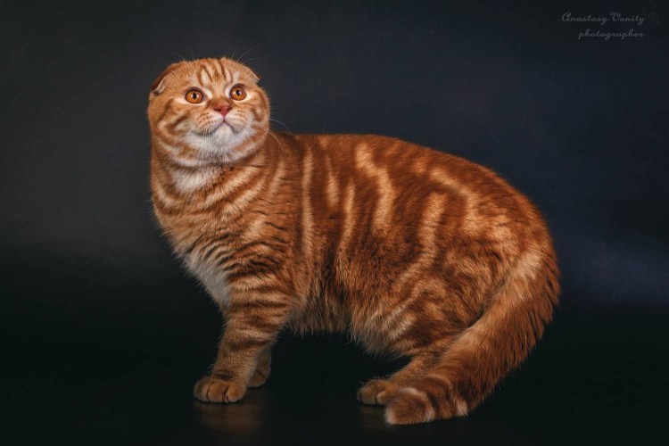 Скоттиш фолд рыжий