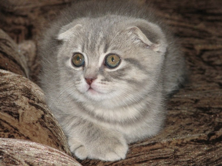 Скоттиш-фолд Шотландская вислоухая кошка серая
