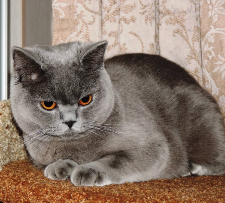 Вислоухий котёнок шотландский Джои