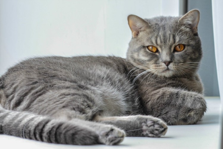 Британская вислоухая кошка серая