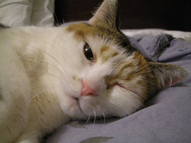 Острый лимфобластный лейкоз у КРС