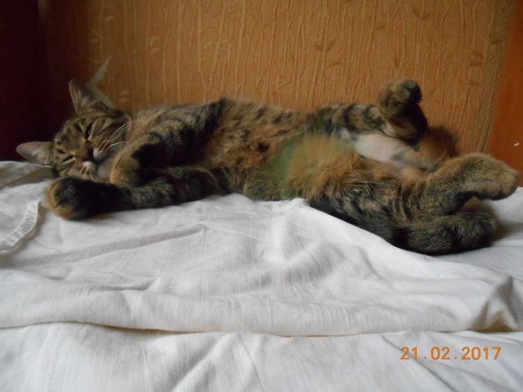 Кошка в ветеринарной клинике