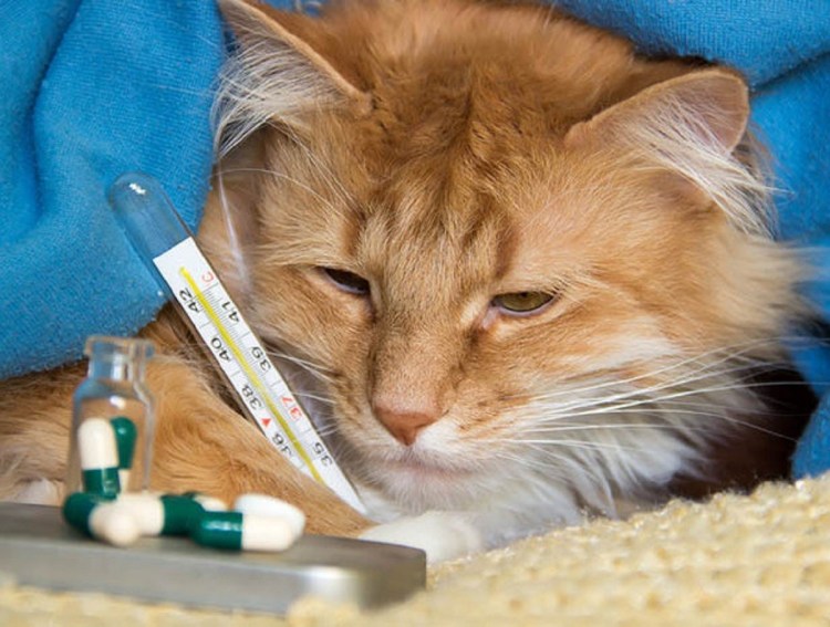 Кошка заболела