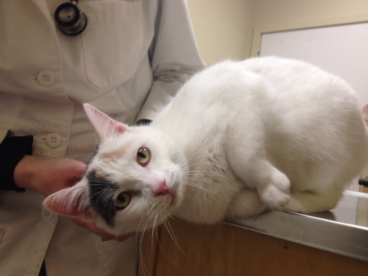 Панлейкопения, Кошачья чумк