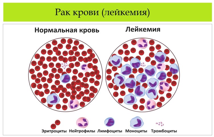 Кот вонючка
