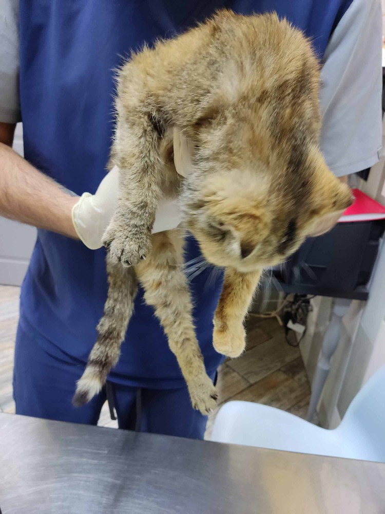 Вирусный иммунодефицит кошек