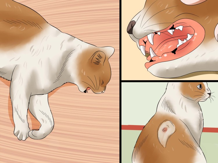 Вик вирус иммунодефицита кошек