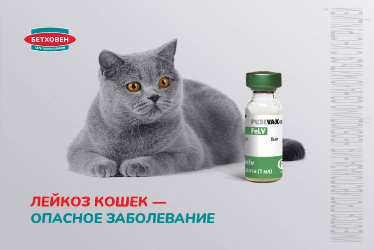 Вирусная лейкемия кошек