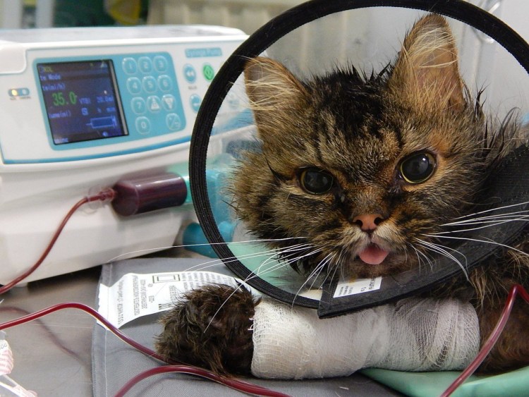 Вирусный иммунодефицит кошек (FIV)