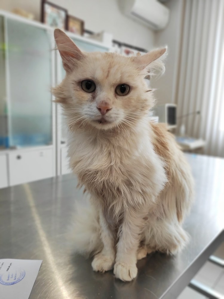 Гигантоклеточный дерматоз у кошки