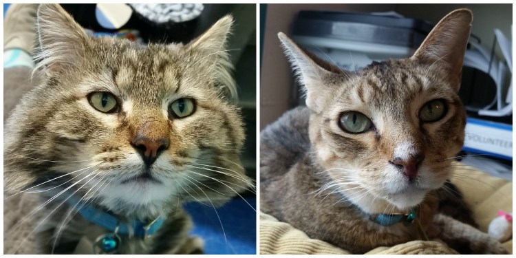 Вирус лейкемии кошек FELV