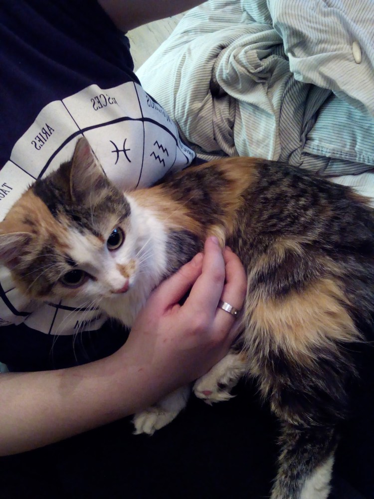 Ветеринария кошки