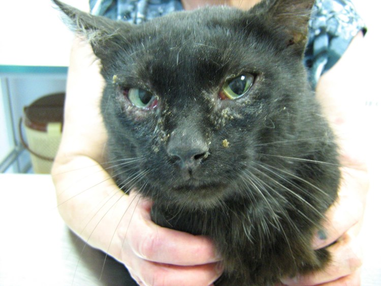 Вирусный иммунодефицит кошек