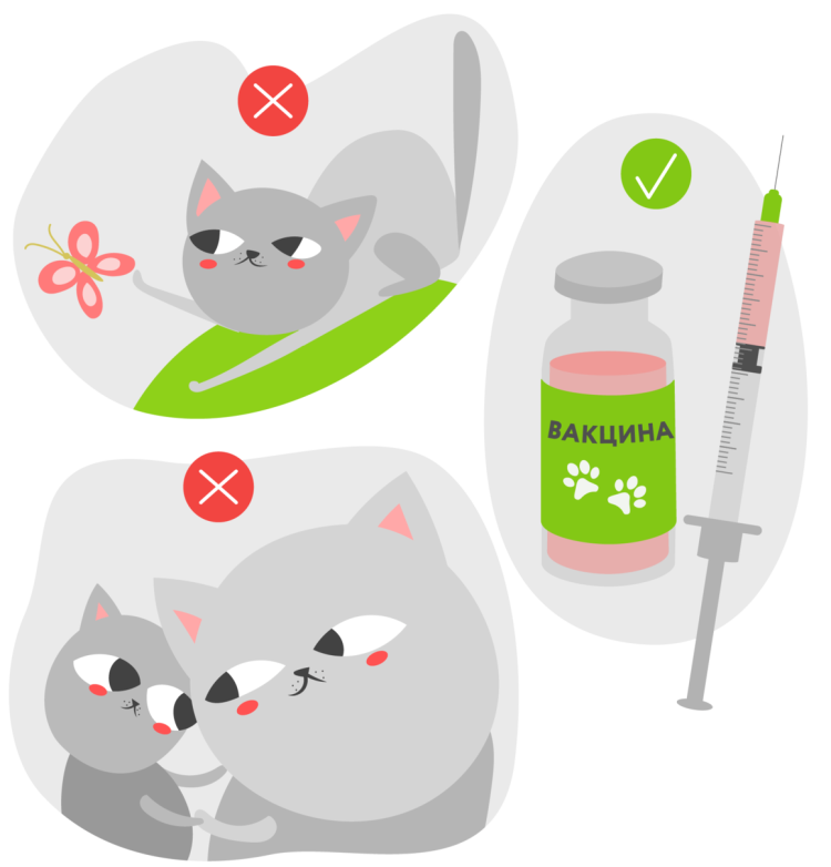 Хроническая почечная недостаточность у кошек